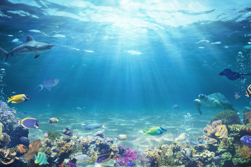 economia del mare pesci