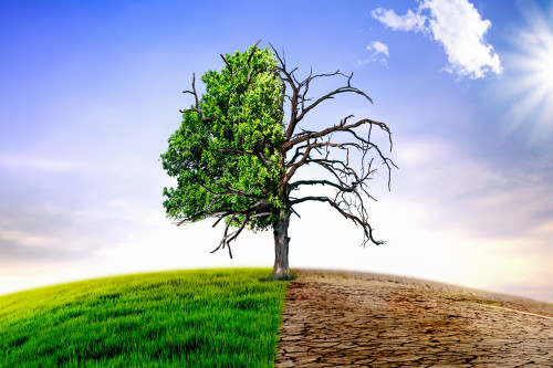 cambiamenti climatici con albero