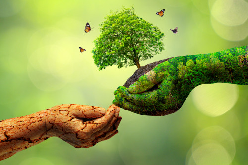 tutela delle foreste