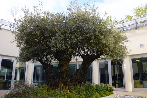 Ulivo sede banca ifis